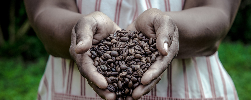 Coffee farm production